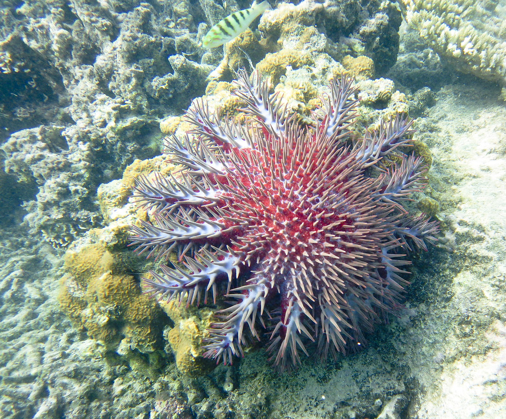 crown-of-thorns starfish