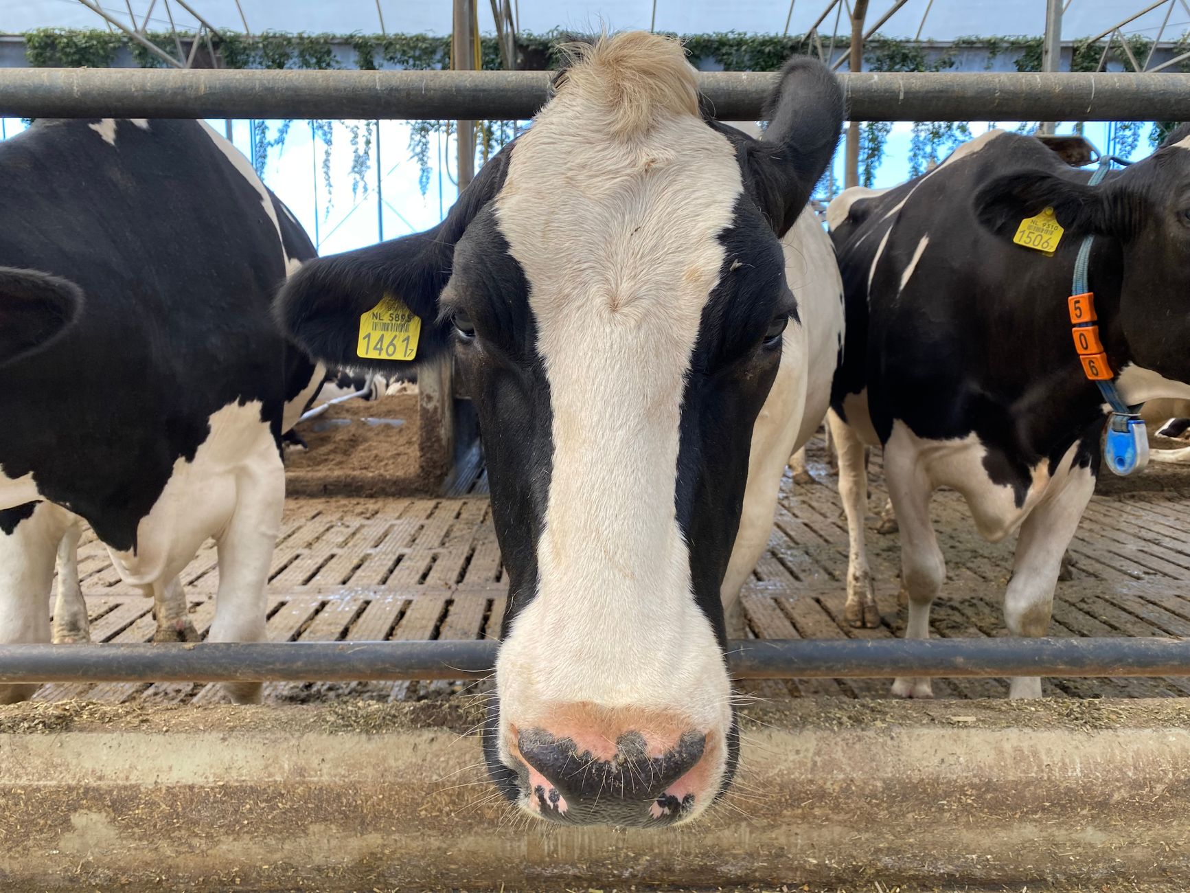 Nufarm Limited stock